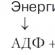 АТФ: энергетическая валюта · Вместе с другими нуклеозидтрифосфатами АТФ является исходным продуктом при синтезе нуклеиновых кислот