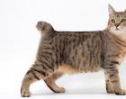 Шестипалые коты эрнеста хемингуэя «Коты Хемингуэя» – национальное достояние и визитная карточка музея